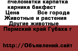 пчеломатки карпатка карника бакфаст F-1 › Цена ­ 800 - Все города Животные и растения » Другие животные   . Пермский край,Губаха г.